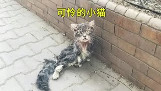 骨瘦如柴的流浪猫，在生命的最后一刻，终于遇见了心软的神