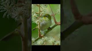 綠繡眼、蓪草花