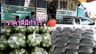 ส่งมะเขือยาวตลาดผักเป็นอย่างไรบ้าง