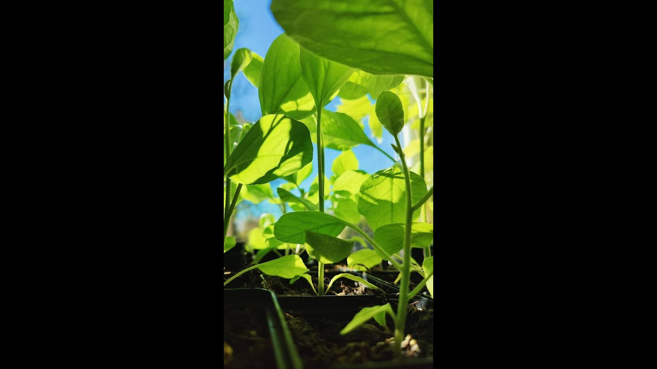 Body Mind Academy Youtube