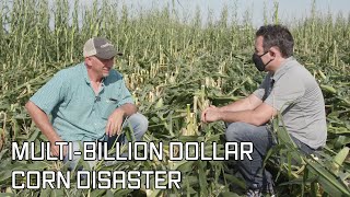 Multi-Billion Dollar Corn Disaster