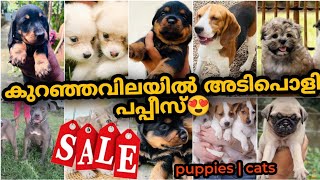 കുറഞ്ഞ വിലയിൽ അടിപൊളി puppies🤑 | Dog | kittens 🔥|  puppies sale in Kerala🔥🤩 | PETS POINT