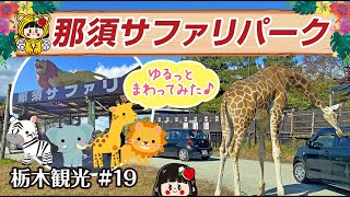 【那須サファリパーク】ゆるっと1周♪ホワイトライオン・ゾウ・キリンetc【栃木・観光】#19