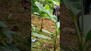 പുല്ല് ചെത്താൻ ഇനി മിനിട്ടുകൾ മാത്രം മതി/grass cutting in minutes