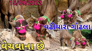 👉હાજાભાઈ(વઢીયારા બળદ)વેચવાના છે.(ગુજરાત પશુ)||Kisan Help