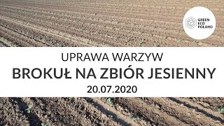 Uprawa warzyw – BROKUŁ na zbiór jesienny