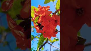 Geiger tree status! cordia sebestena! cordia subcordata!#shorts#shorts#trending #flower#orange