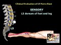 Neurological Evaluation Of The Lumbar Nerve Roots - Everything You Need To Know - Dr. Nabil Ebraheim