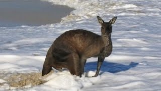 【閲覧注意】海に入っていくカンガルーの理由がヤバい・・・【驚愕】