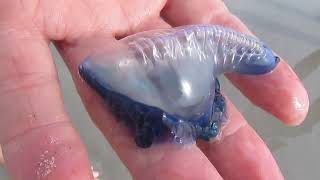 Blue bottle jellyfish. DONT PICK UP, read description for info