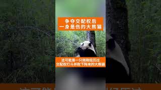 Panda 争夺交配权打斗后败下阵来的雄性大熊猫 #大熊猫 #争夺交配权 #失败