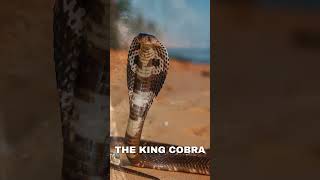 King Cobras - Fun Facts #shorts #ytshorts #cobra #animals #snake #funfacts