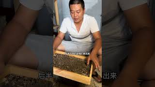 想要养好蟑螂 也需要细心和耐心蟑螂 美洲大蠊 三农 人工合法养殖