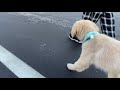 雨上がりのお散歩🐶🐾【ゴールデンレトリバー】【子犬】