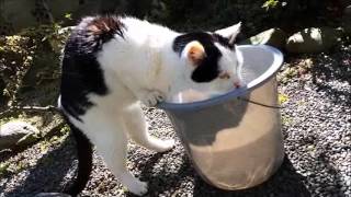 Nacchan, playing in the water on the bucket／なっちゃん、バケツで水遊びする