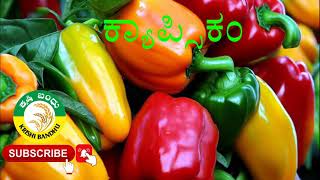 #ದೊಣ್ಣೆ #ಮೆಣಸಿನ #ಕಾಯಿ #capsicum 9900003891