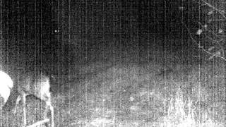 Doe checks out the trail cam. Moore county, nC