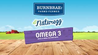 Naturegg Omega 3 eggs