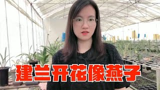 花开像燕子的兰花，你们见过吗