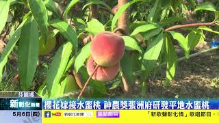 新彰化新聞20210506 櫻花嫁接水蜜桃 神農獎張洲府研發平地水蜜桃