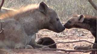 Sweet Hyena Puppies - Teneri Cuccioli di Iena