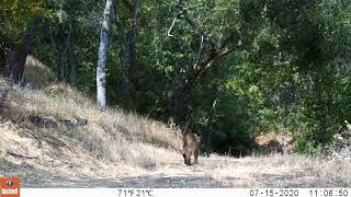 Daytime Mountain Lion cub