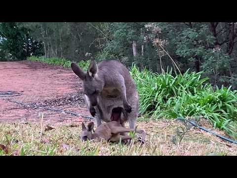 Do mother kangaroos sacrifice their babies?