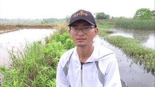 1米深的蒲草塘，3个草洞轮流走钓，连杆金黄色野生鲫鱼