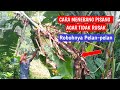 Trik Atau Cara Menebang Pisang Yang Jarang Orang Tahu. Budidaya Pisang Kepok Cara Alami By Khotib