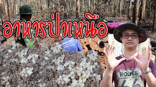 ขุดแมงมัน! หาอาหารในป่าเหนือ ทักษะขั้นสูงจากประสบการณ์ของชาวบ้าน | Me ซะป๊ะ