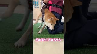 【動物看護師のお仕事シリーズ　その六】病院犬のリハビリ#shorts #動物病院 #シニア犬