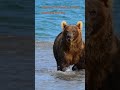 a to z english animals alphabet letters b is for bear fun animal facts about bears