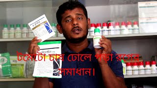 টমেটো চাষ ঢলে পড়া রোগের সমাধান।