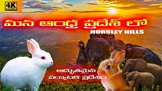 ఆంధ్ర ఊటీ ANDHRA OOTY #వర్షంలో# || HORSLEY HILLS ||