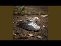 Broken Wings