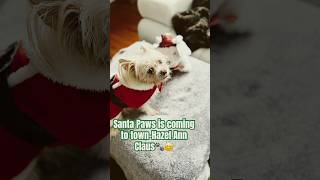 Santa Paws is coming to town-Hazel Ann Claus-Hazel Ann🐾♥️ #christmas #santaclausiscomingtotown #dog