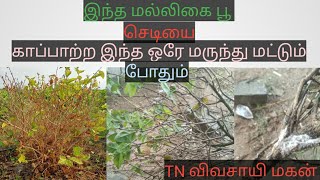 #jasmine wilt control|| மல்லிகை வாடல் நோயை கட்டுப்படுத்தும் வழிமுறைகள்||2022