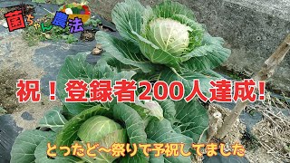 【祝！登録者200人突破!! 】のらばあ、浮かれて一人でとったど～祭り！人参・レタス・ターサイ・キャベツ採りました