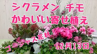 上からガーデンシクラメンチモ、スキミア！ゴージャス花材の寄せ植えフランツギャザリング