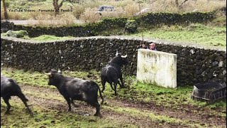 JAF - Perigo Espreita Em Trabalho Arriscado - Danger Lurks In Risky Work - Terceira Island - Azores