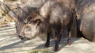 とくしま動物園に行って来た☺ニホンカモシカ