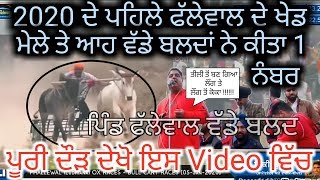 Ox Races Phallewal ।। ਵੱਡੇ ਬਲਦਾਂ ਦੀਆਂ ਦੌੜਾਂ ।। ਜੇਤੂ ਜੋੜੀ ।। Bald Races Punjab ।। Pendu Culture ।।