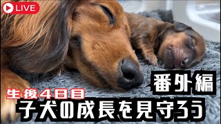 「子犬部屋垂れ流し配信番外編3日目」子犬の成長を見守ろう【miniature dachshund】