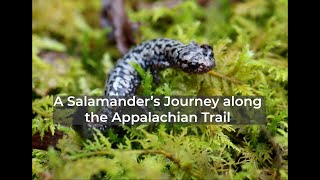 Ed-Venture: A Salamander's Journey along the Appalachian Trail