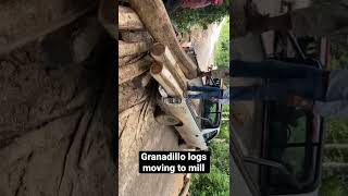 Granadillo logs moving to mill . #lumber #exotic #rosewood