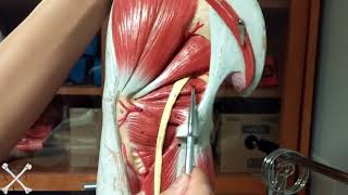 TeachMeEXCI - Lateral Rotators