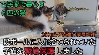 【緊急保護32日目】猫カビ完治しました👏頑張ってお薬飲んだもんね！#緊急保護 #保護猫 #外猫 #子猫#猫カビ #古民家 #子猫の成長記録 #幸せになるよ