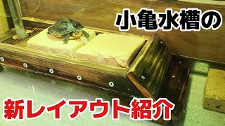 【亀飼育】陸地＋シェルター＋ポンプ隠しで３つの機能！？新たな陸地を使った子亀水槽のレイアウトを紹介します！【マレーハコガメ】