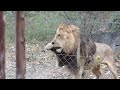 Feeding Mambo the Lion - Imire Rhino Conservation, Zimbabwe, June 2022