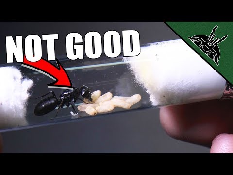 NO LUCK FOR ANTS + BABIES NO LUCK FOR ANTS + BABIES